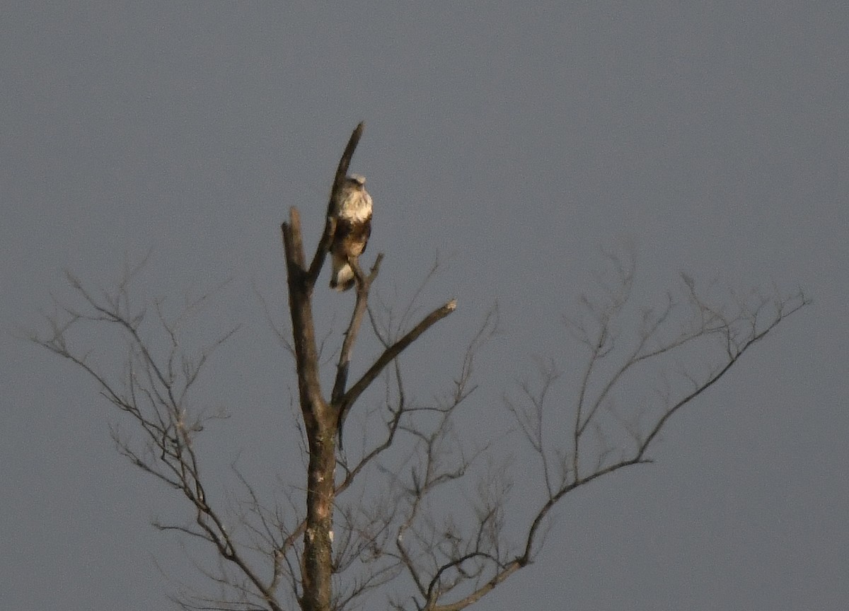 Raufußbussard - ML138791991