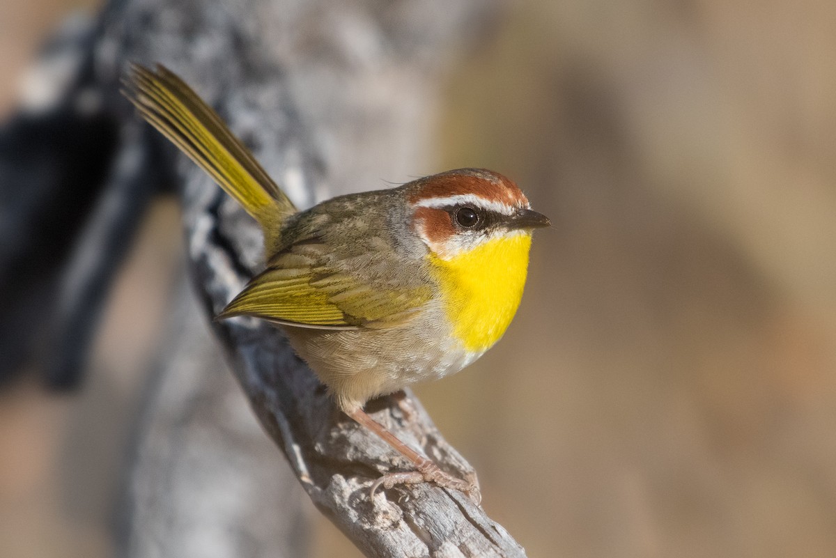 Rufous-capped Warbler - Adam Jackson