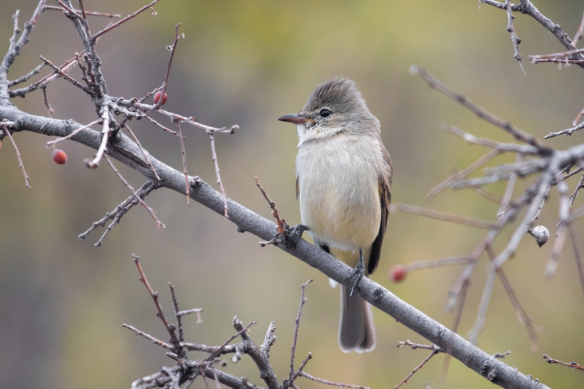 Northern Beardless-Tyrannulet - ML138792231