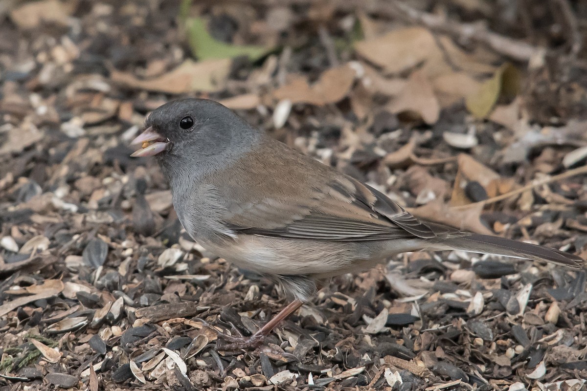 Dark-eyed Junco - ML138793021