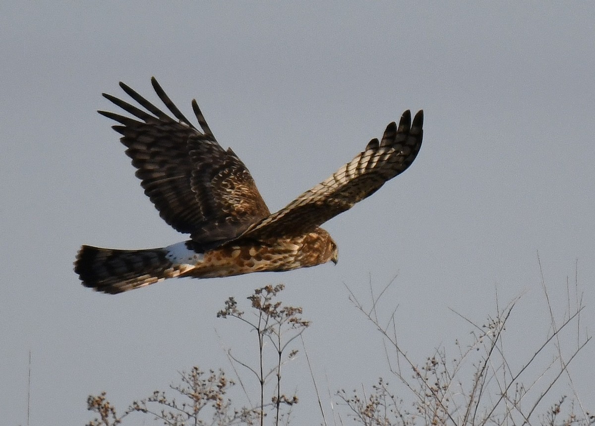 Aguilucho de Hudson - ML138793051