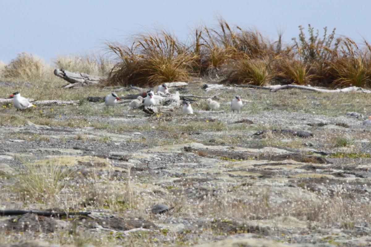 Caspian Tern - ML138793491