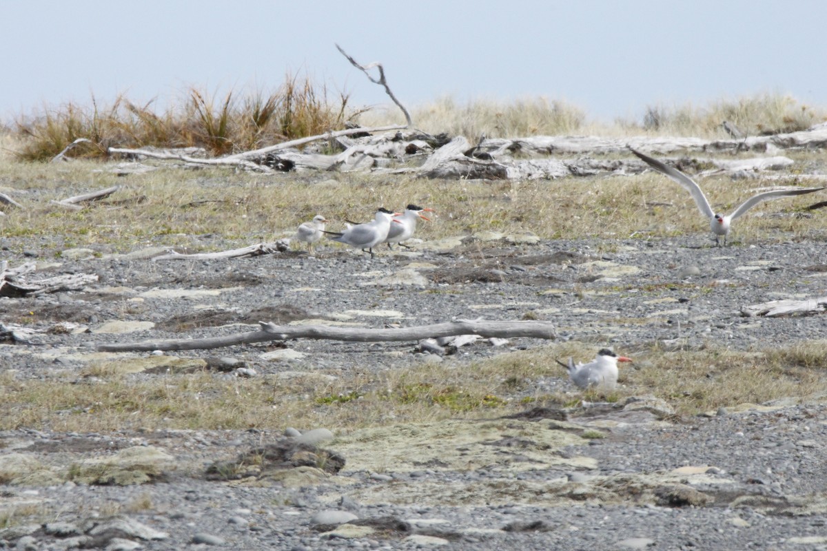 Caspian Tern - ML138793511