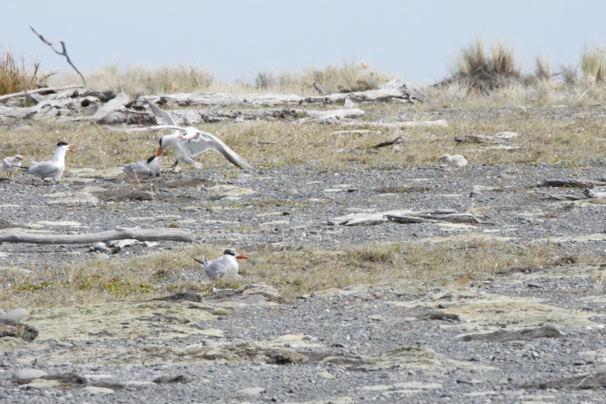 Caspian Tern - Paul Shortis