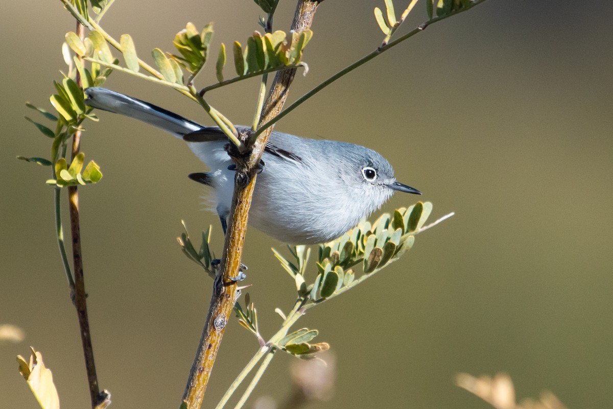 Black-capped Gnatcatcher - ML138793931