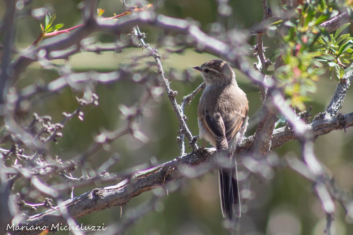 Plain-mantled Tit-Spinetail - Mariano Micheluzzi