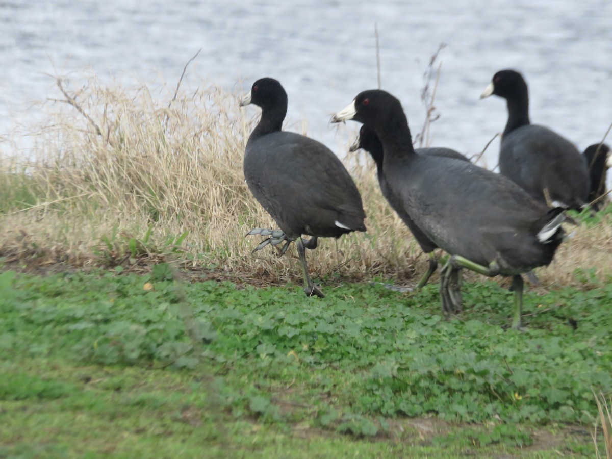 American Coot - Kai Miller