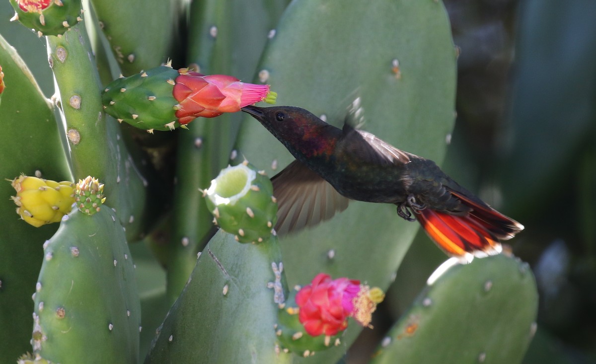Jamaikamangokolibri - ML138795601