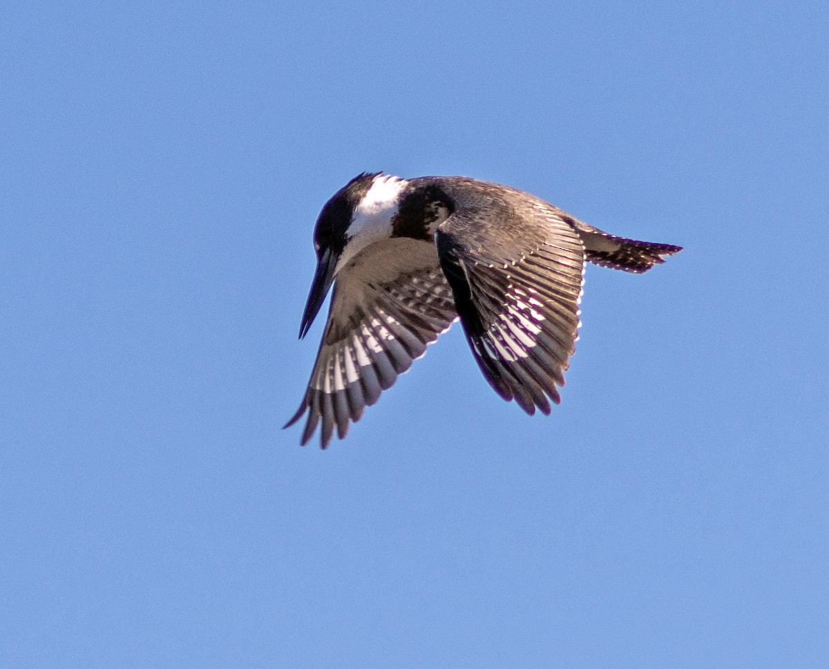 Belted Kingfisher - Ben  Valdez