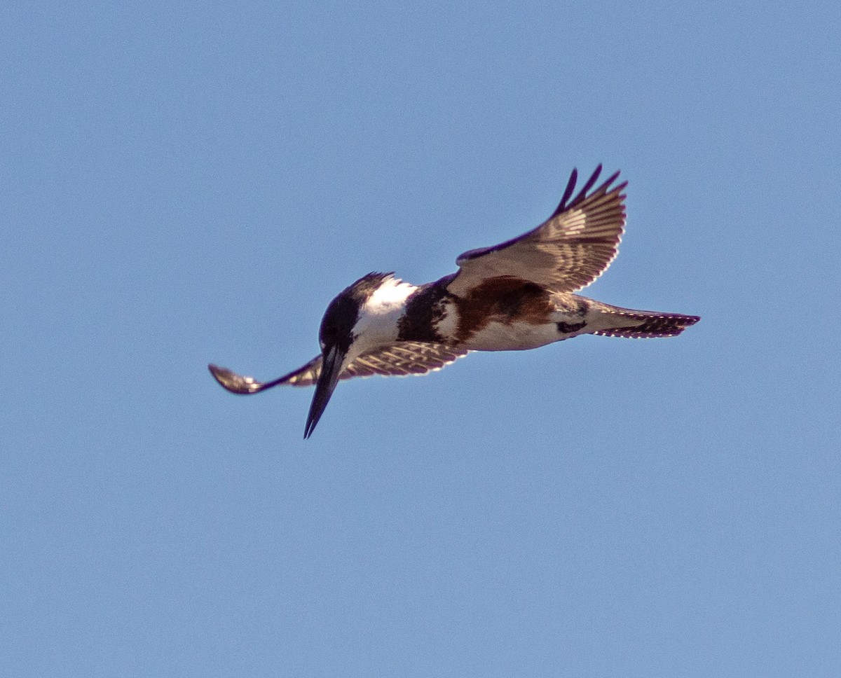 Belted Kingfisher - ML138796141