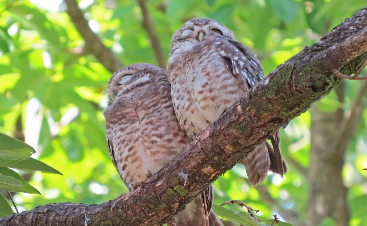 Spotted Owlet - ML138797111