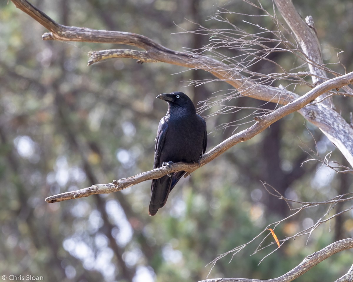 Cuervo de Tasmania - ML138797281