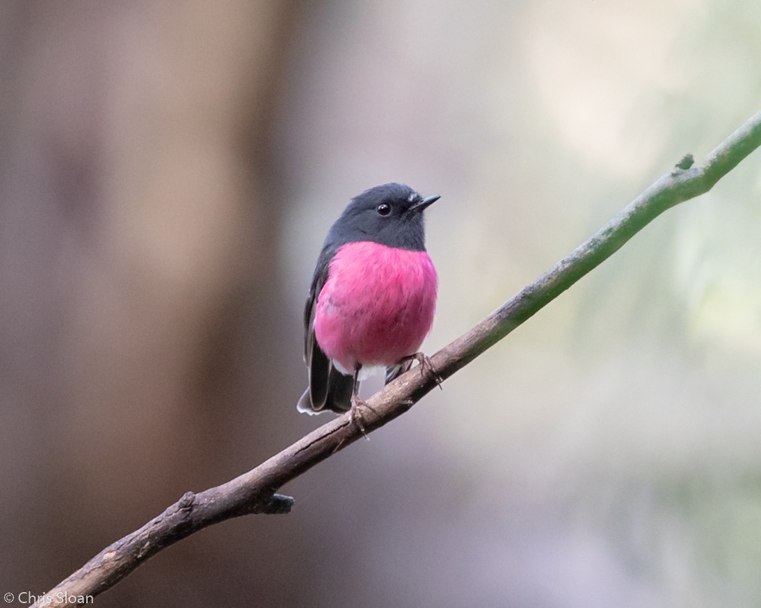 Pink Robin - ML138797791