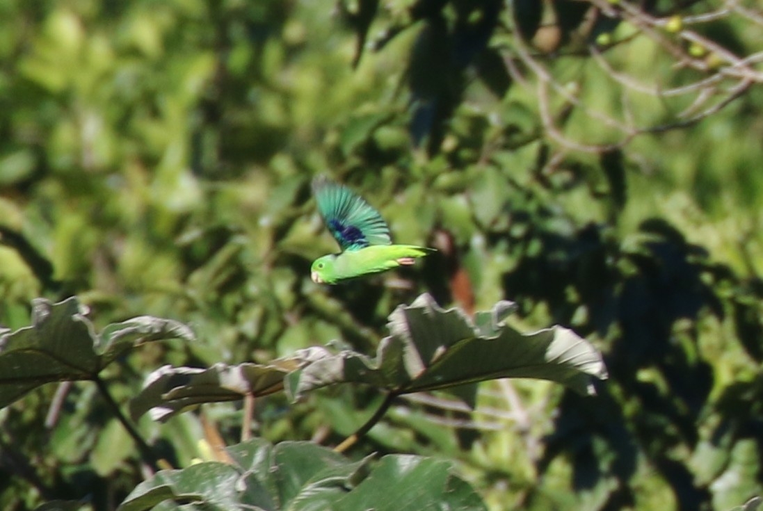 Green-rumped Parrotlet - Michael Woodruff