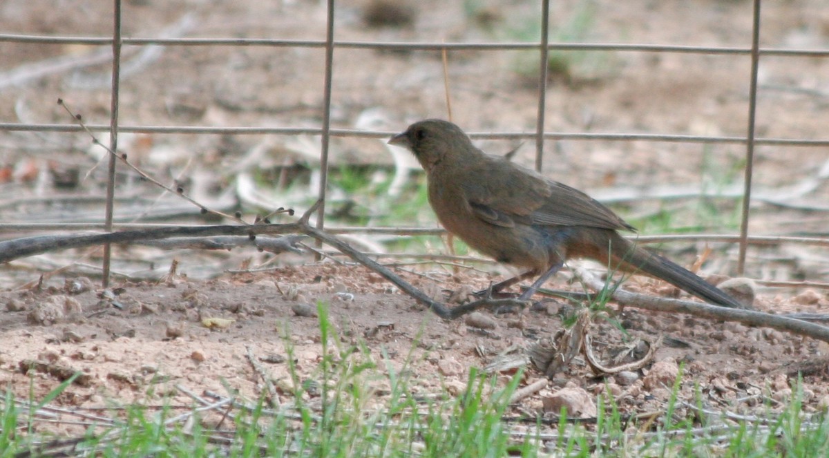 Abert's Towhee - ML138799091