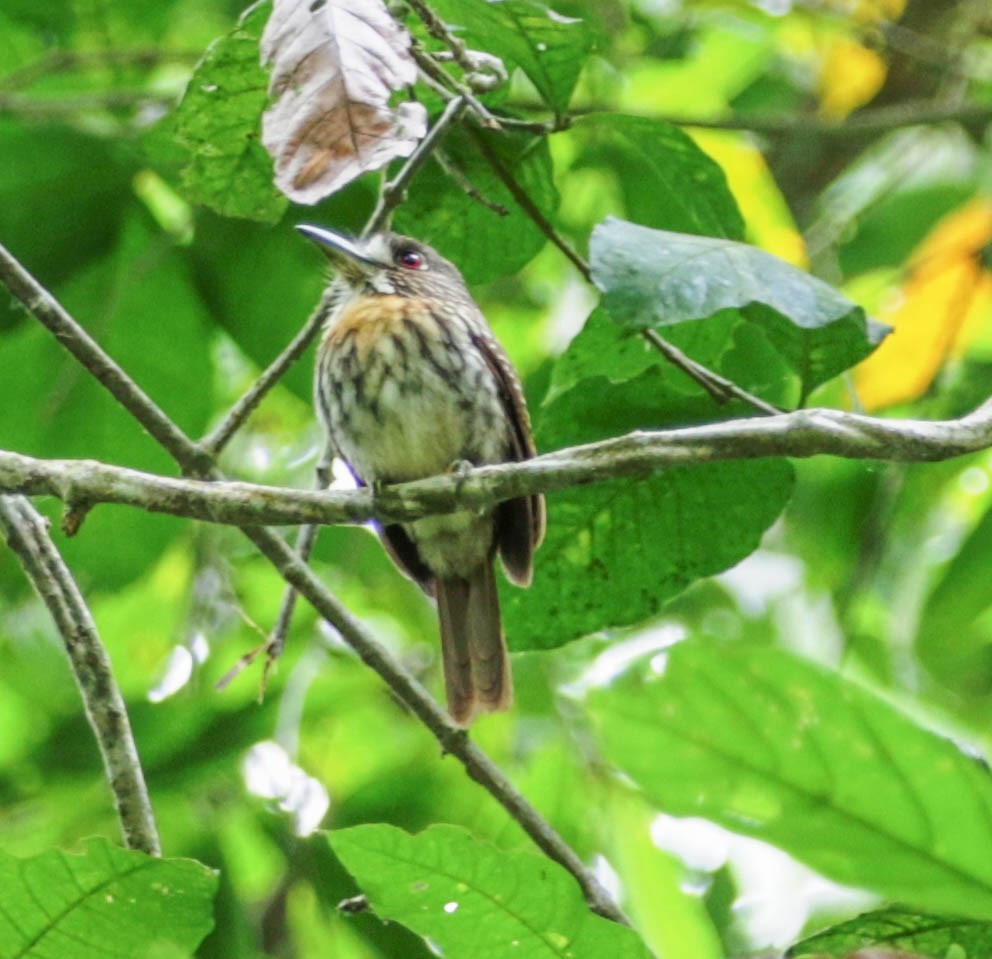 White-whiskered Puffbird - ML138799761