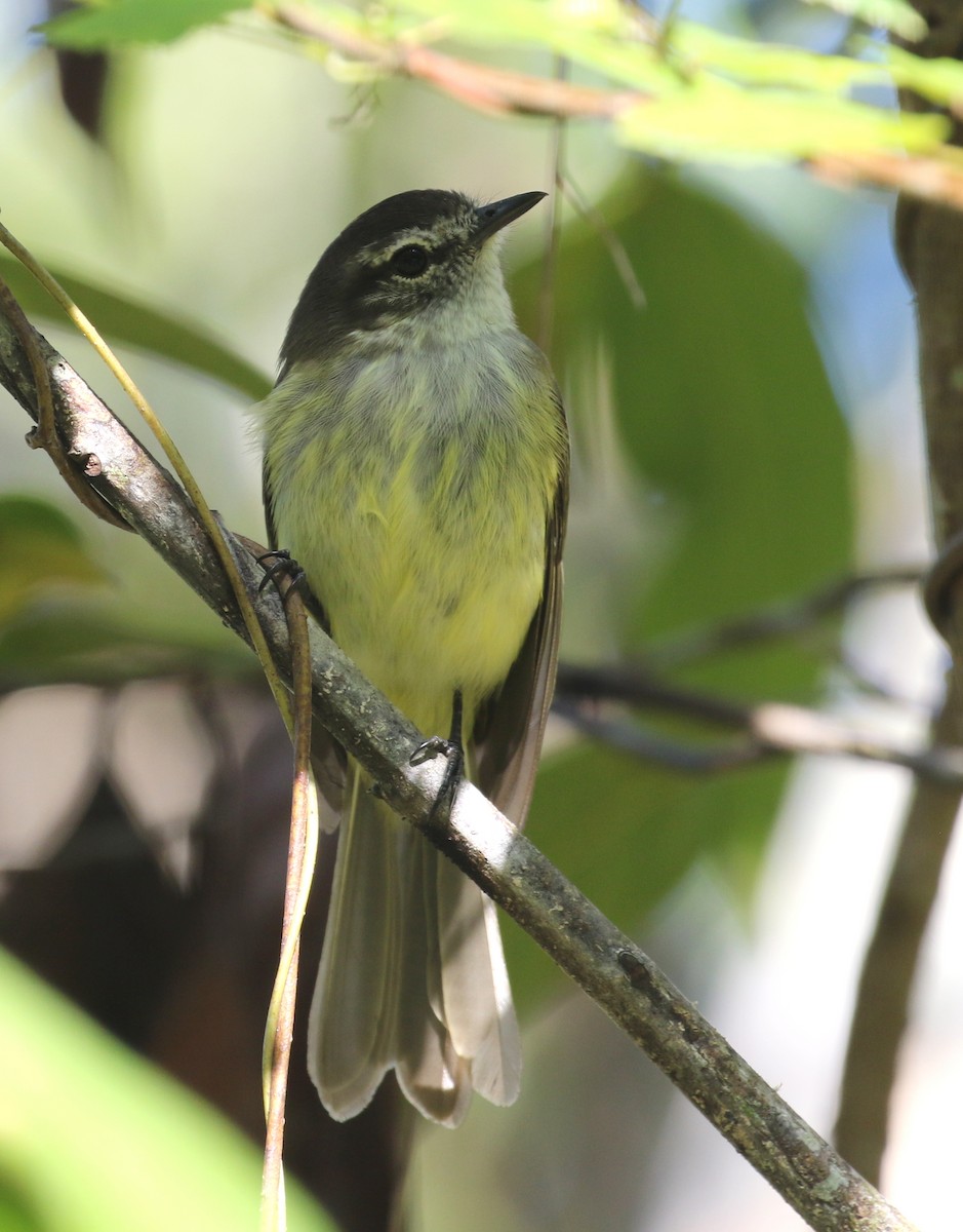 Fiofío Jamaicano - ML138800311