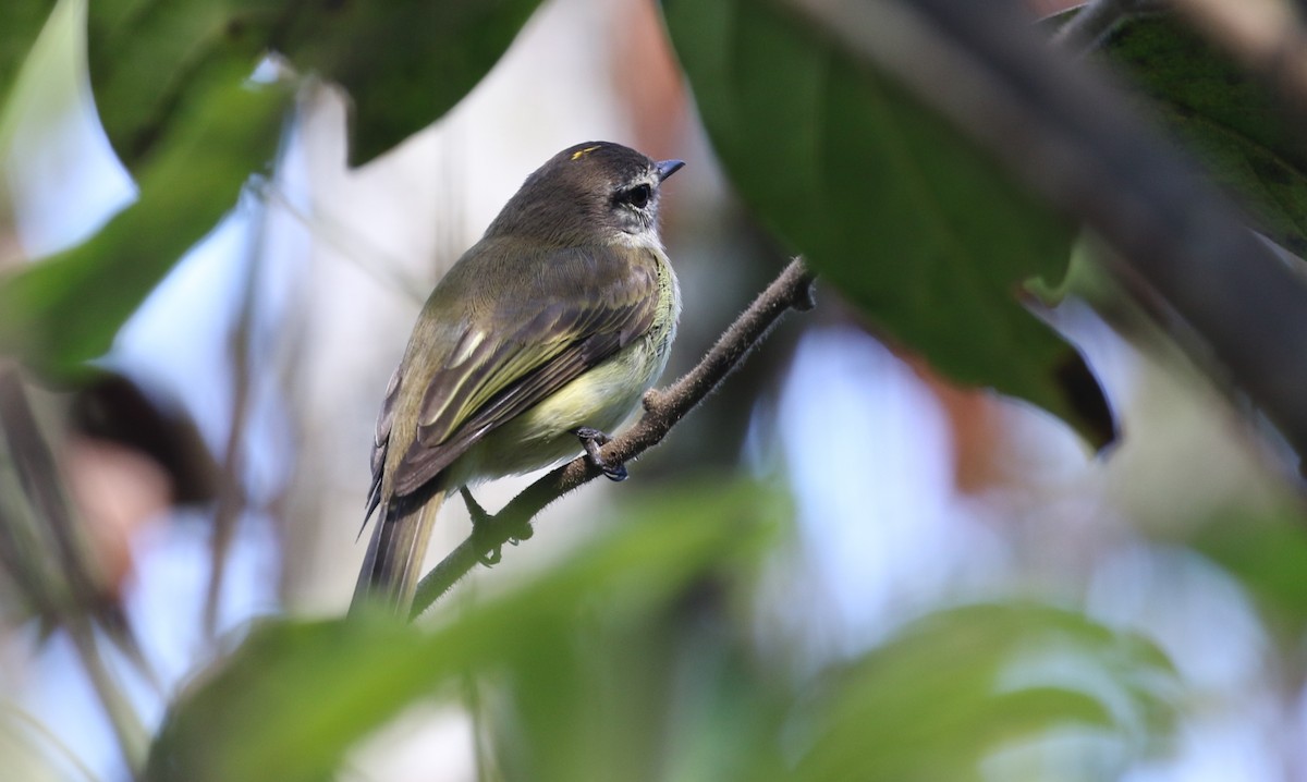 Jamaican Elaenia - Michael Woodruff