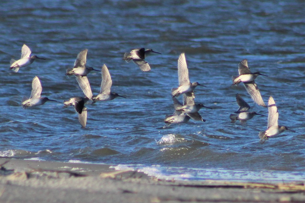 Short-billed Dowitcher - Clint Robinson