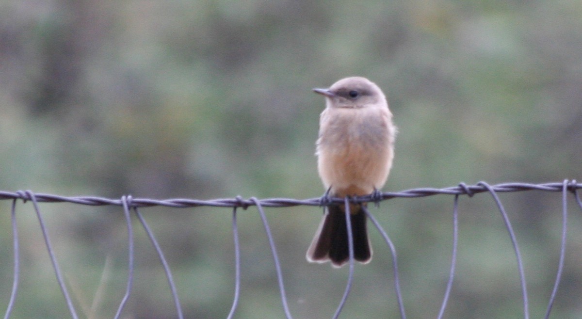 Say's Phoebe - ML138801031