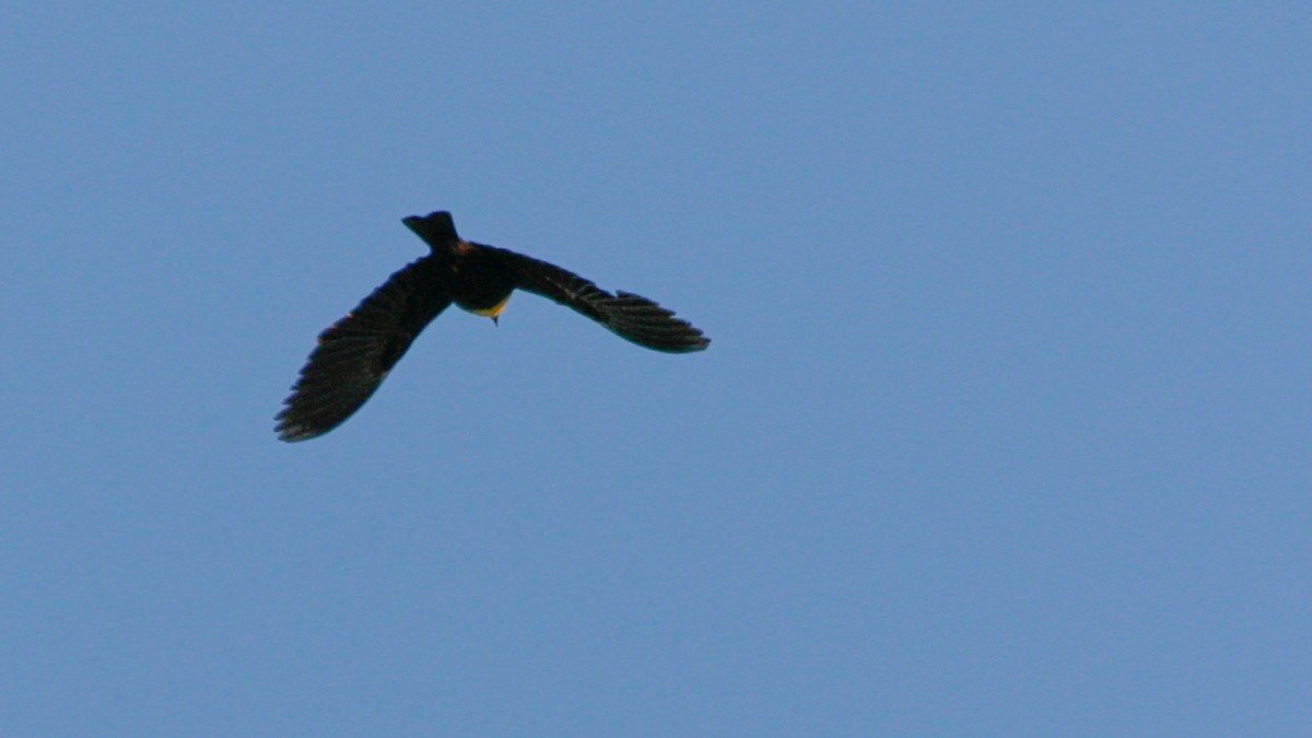 Yellow-headed Blackbird - ML138801131