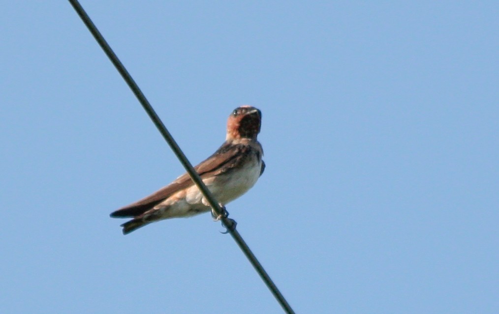 Cliff Swallow - ML138801221