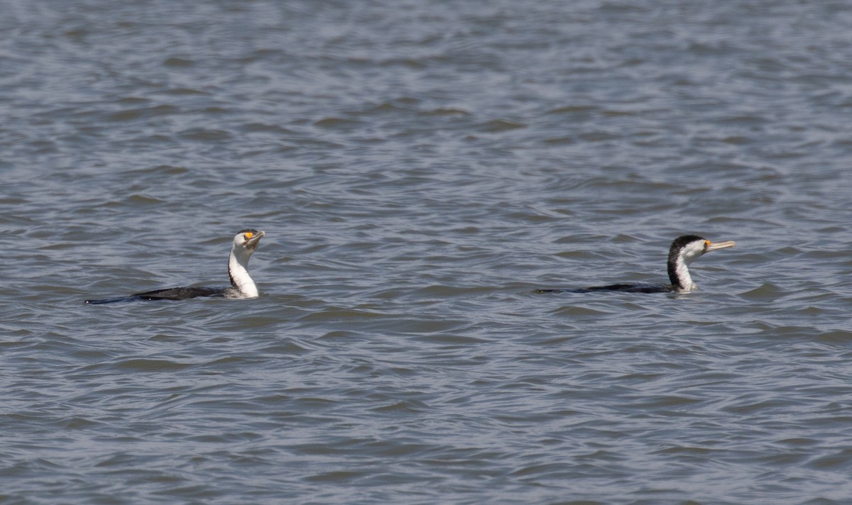 Cormorán Pío - ML138801741