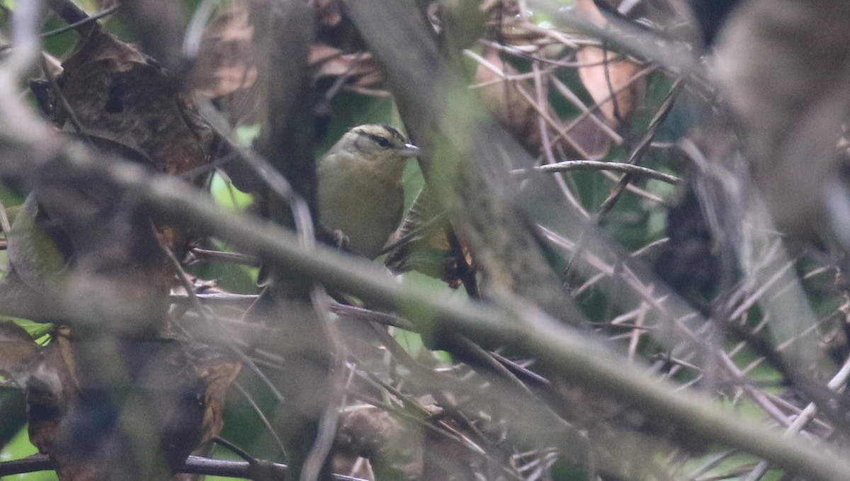 Worm-eating Warbler - ML138804481