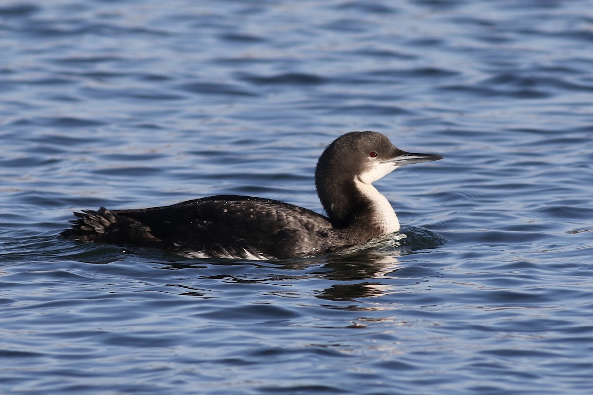 Pacific Loon - Milton Collins