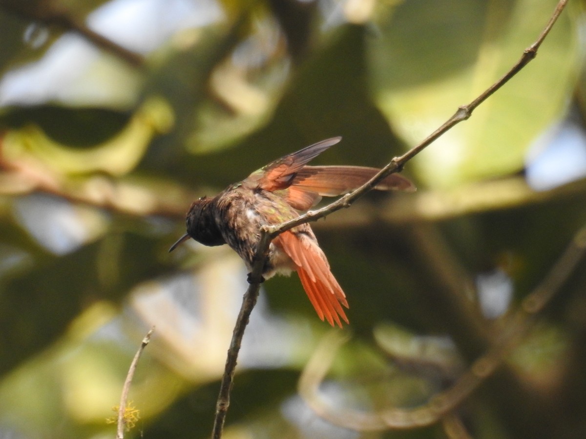 Berylline Hummingbird - ML138805201