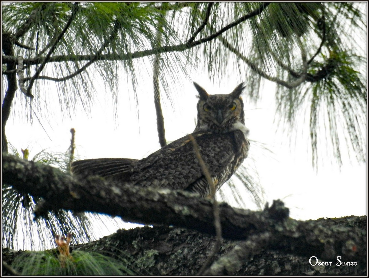 Great Horned Owl - ML138805331