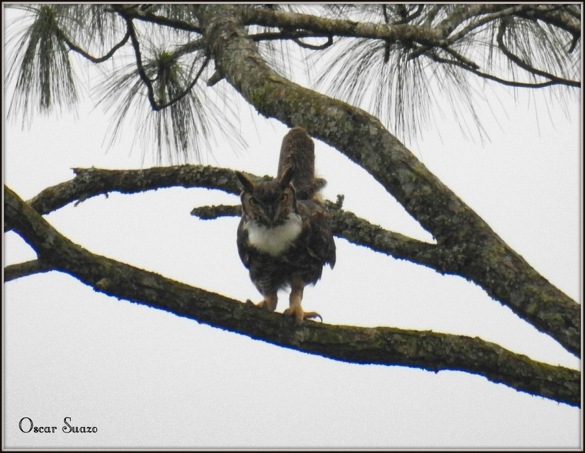 Great Horned Owl - ML138805341