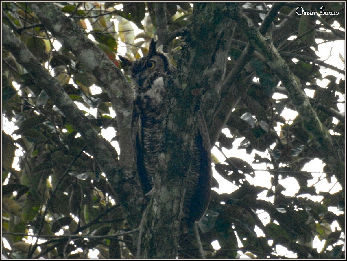 Great Horned Owl - ML138805351