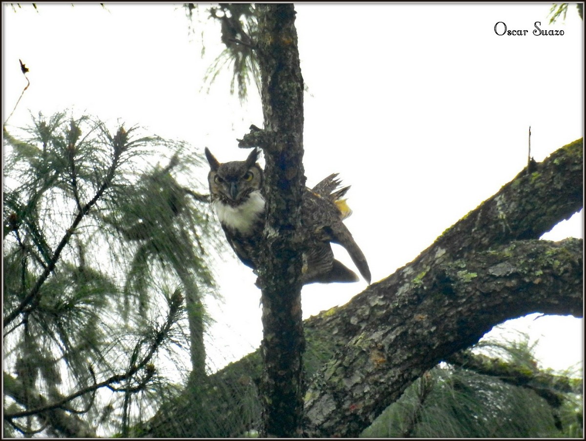 Great Horned Owl - ML138805381