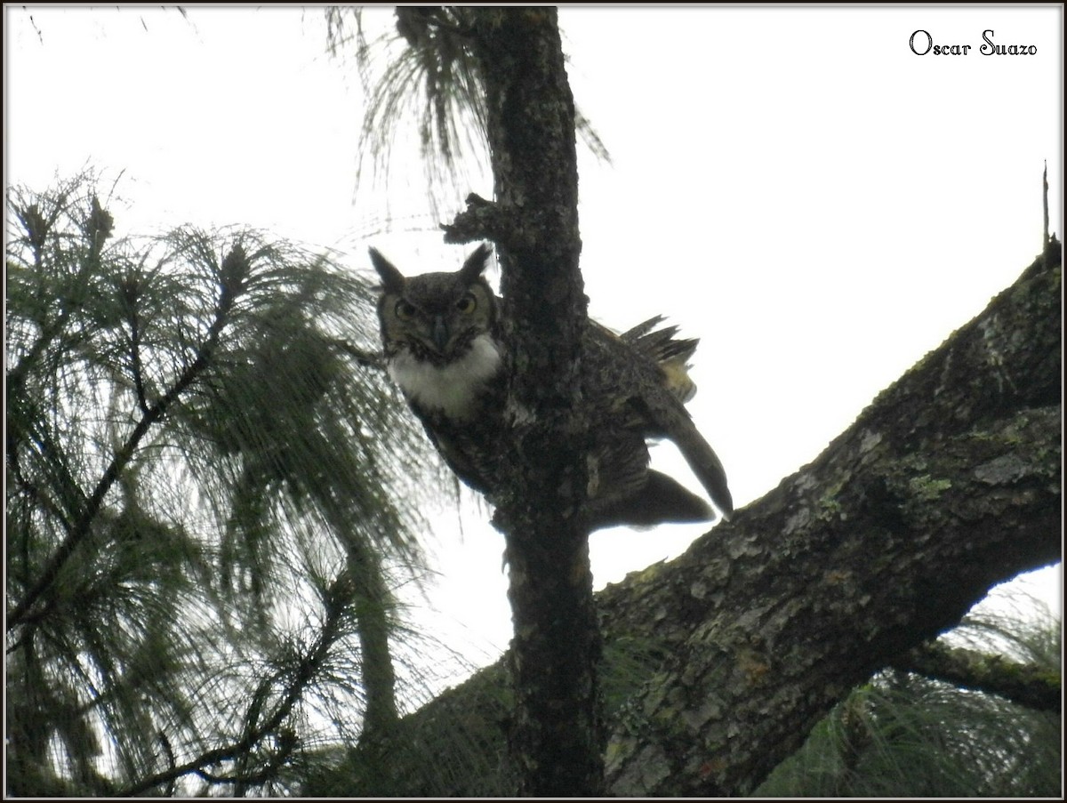 Great Horned Owl - ML138805411