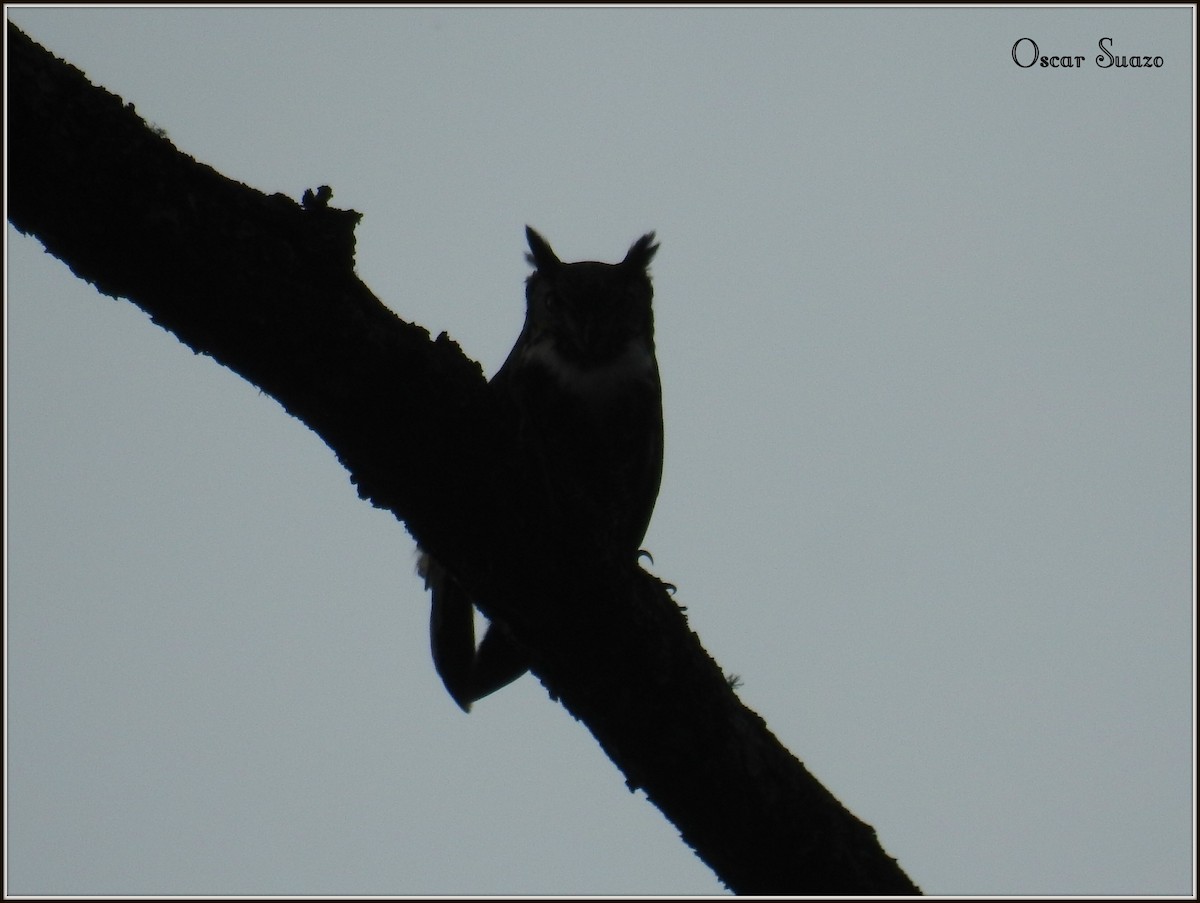 Great Horned Owl - ML138805461