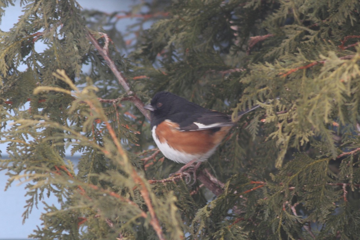 Eastern Towhee - Robert Ostrowski