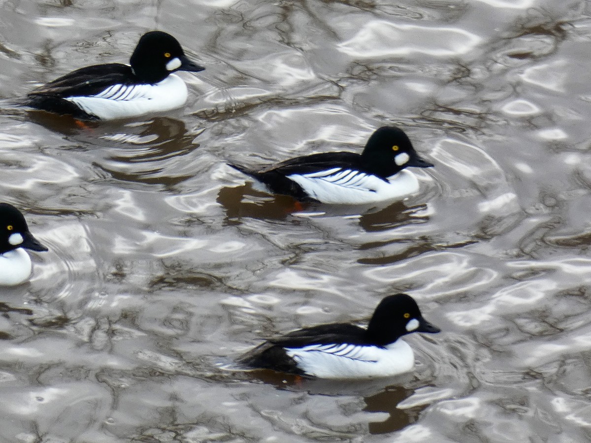 Common Goldeneye - ML138806331