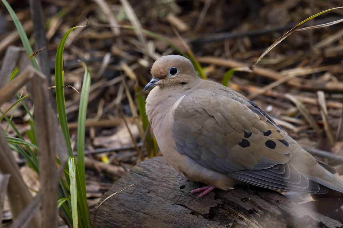Mourning Dove - Zachary Person