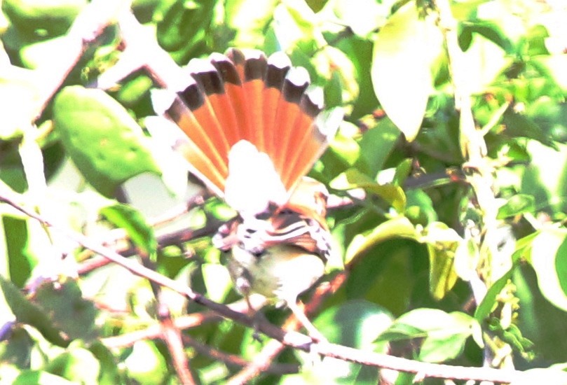 Red-backed Scrub-Robin - Jason Fidorra