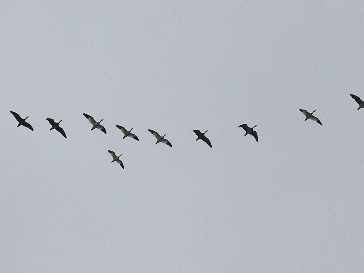 Ross's Goose - ML138810971