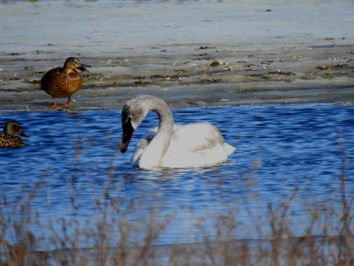 Trumpeter Swan - ML138812291