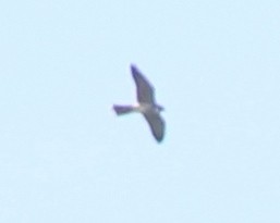 Falco sp. - ML138813401