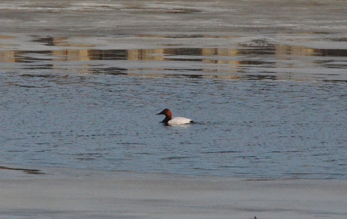Canvasback - ML138813961