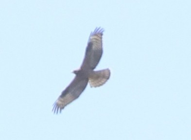 European Honey-buzzard - ML138815231