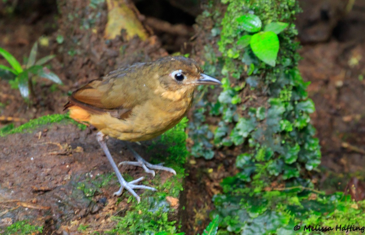 Plain-backed Antpitta - Melissa Hafting