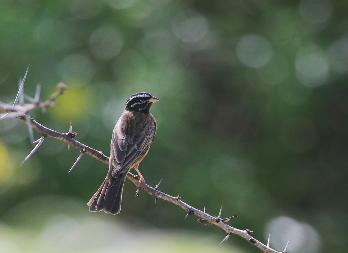 Cinnamon-breasted Bunting - Jason Fidorra