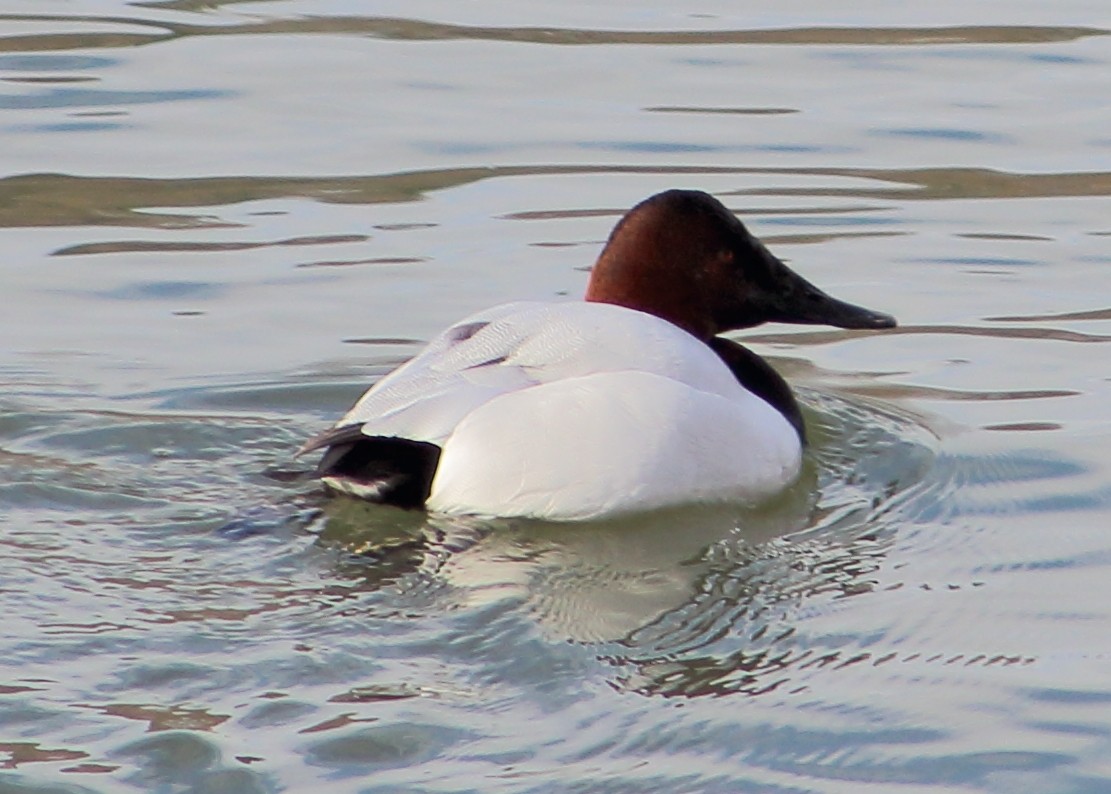 Canvasback - ML138817111