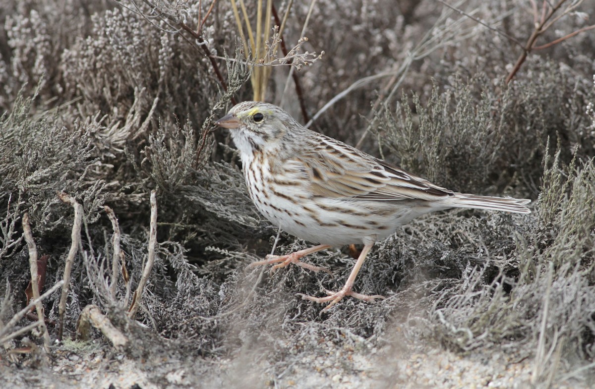 Savannah Sparrow (Ipswich) - ML138817381