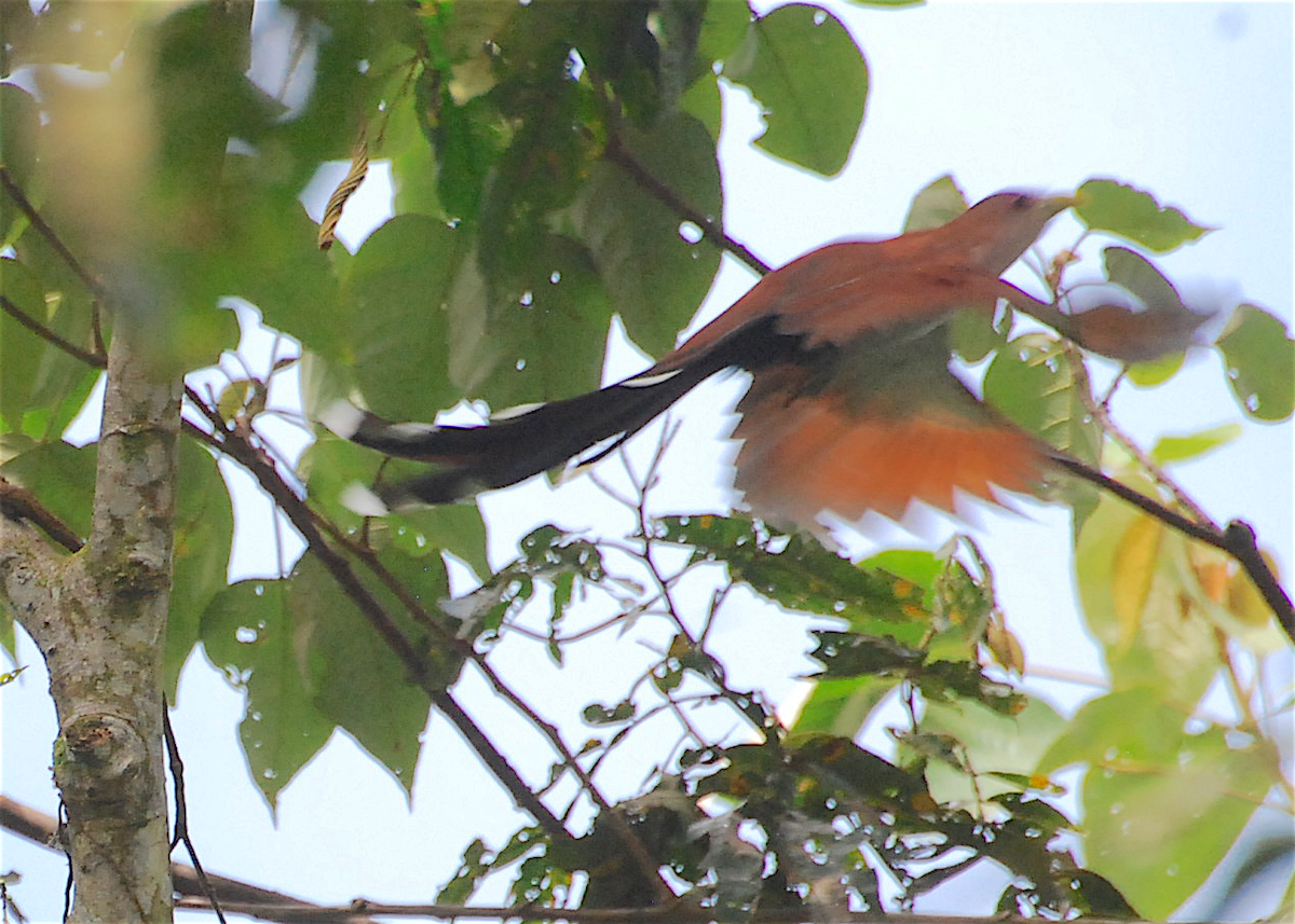 Squirrel Cuckoo - ML138818081